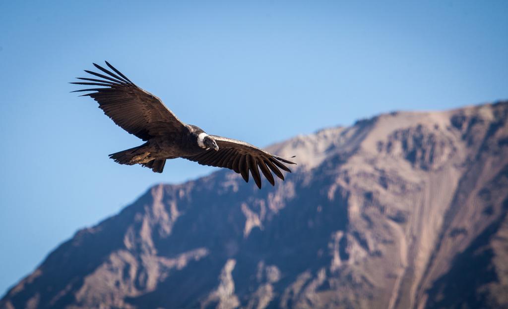 Eco Inn Colca Yanque Zewnętrze zdjęcie