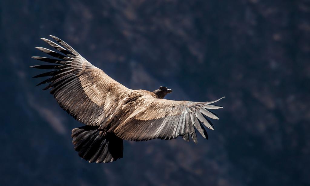 Eco Inn Colca Yanque Zewnętrze zdjęcie