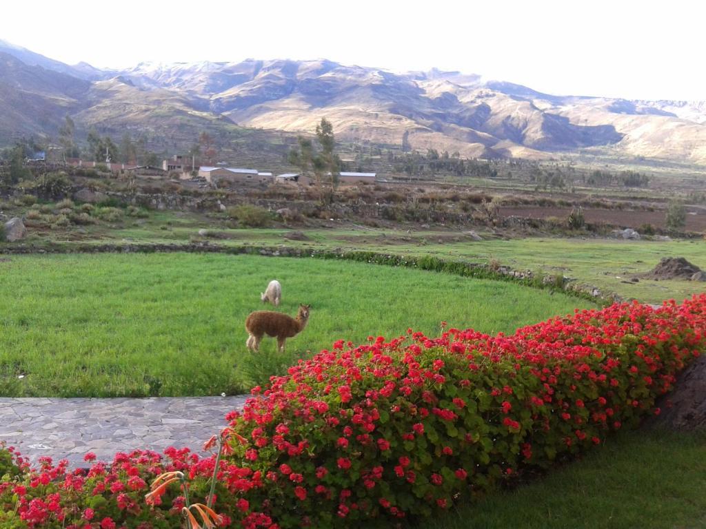 Eco Inn Colca Yanque Zewnętrze zdjęcie
